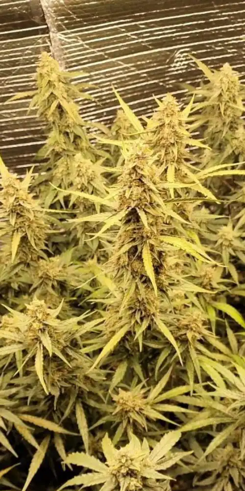 Cannabis Plant Cultivation (THC)