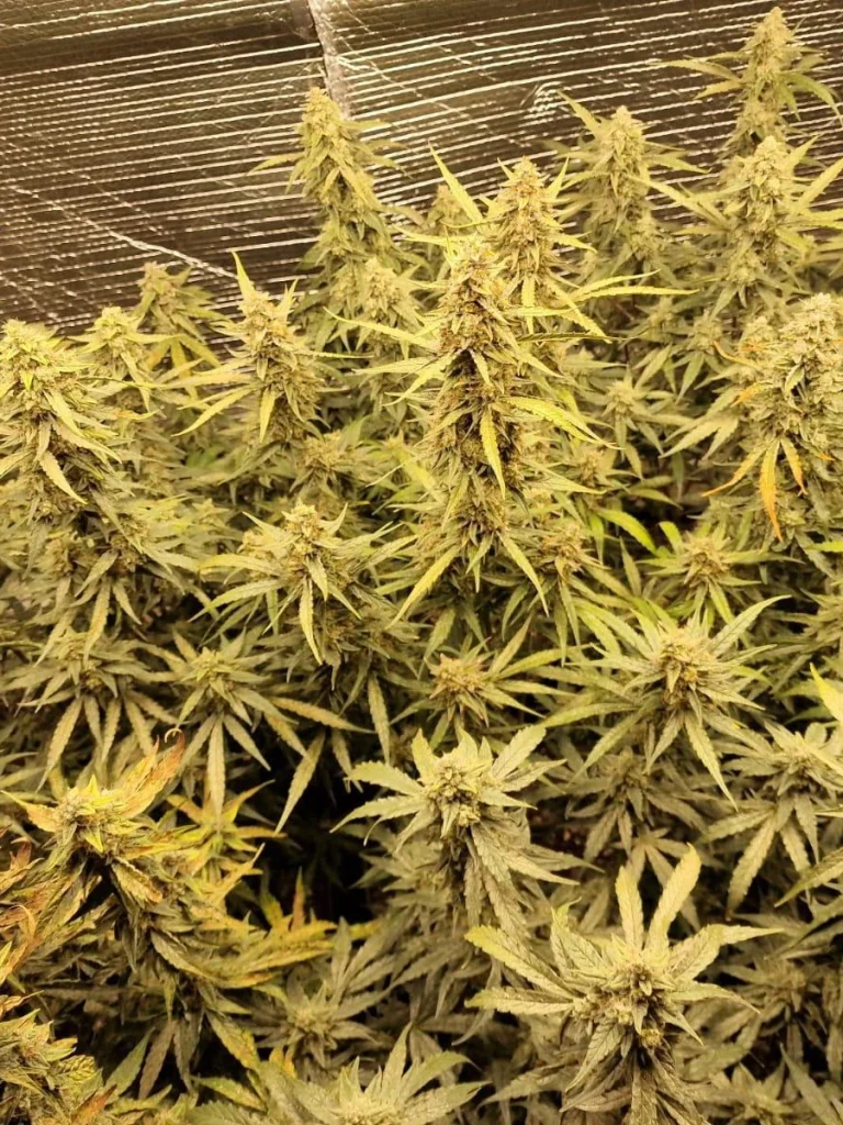 Cultură cu plante de cannabis (THC)